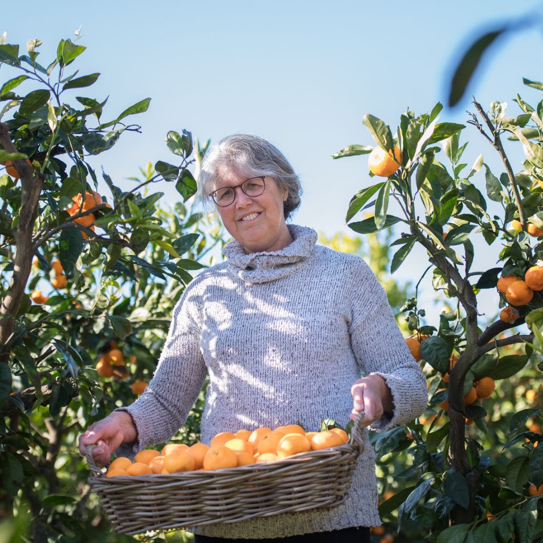 Buy Mandarins - Richards Special Online NZ